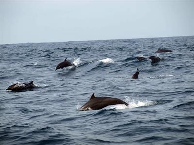 Dolphin Cruise
Bali Hai-Cruise