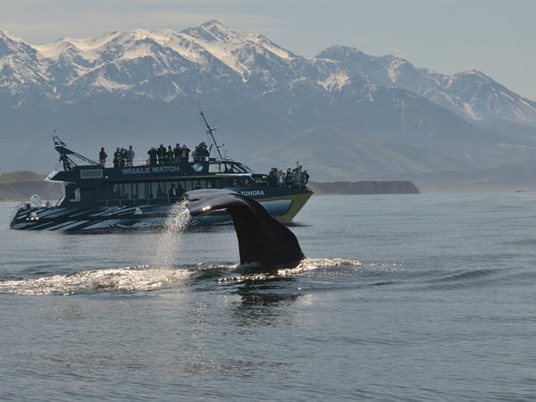 Whale Watch Kaikoura Full Day Tour
Distinction Christchurch Hotel
