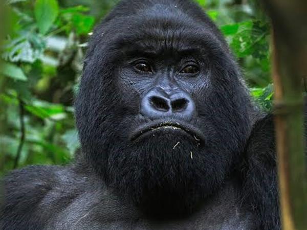 Gorilla's in the Mist-Rwanda
PNG Trekking Adventures - Kilimanjaro