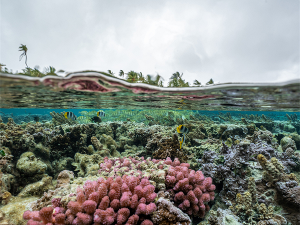 Underwater
Le Taha'a by Pearl Resorts