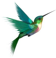 How Google Hummingbird affects you