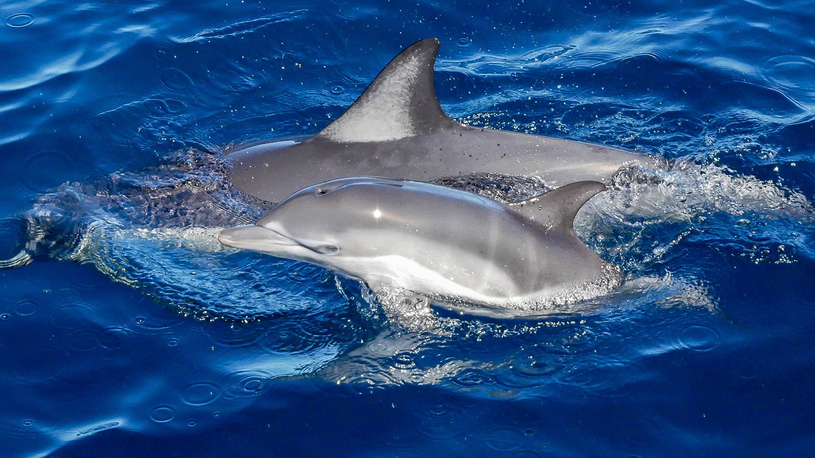 Dolphin Blue
Dolphin Blue