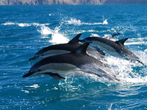 Common Dolphin
Dolphin Blue