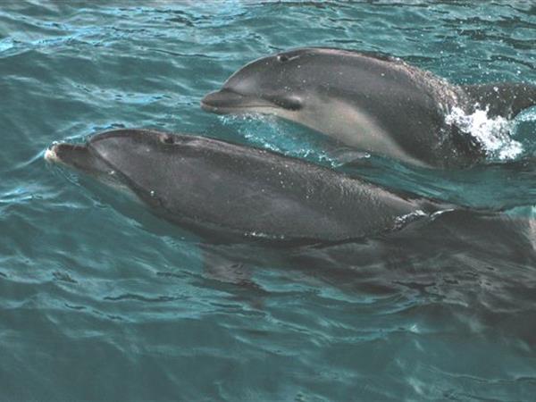 Bottlenose Dolphin
Dolphin Blue