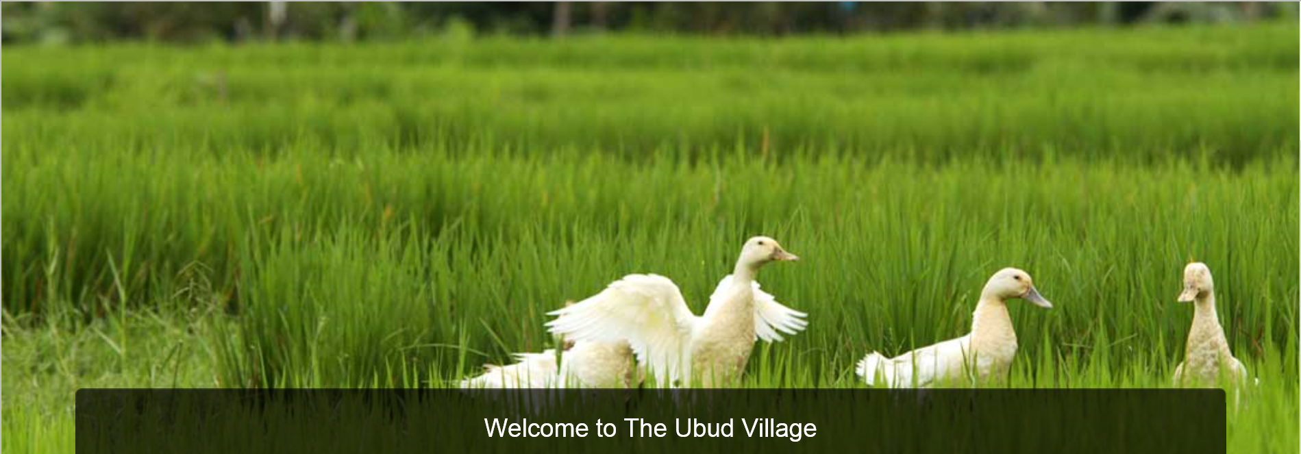 
The Ubud Village Resort & Spa