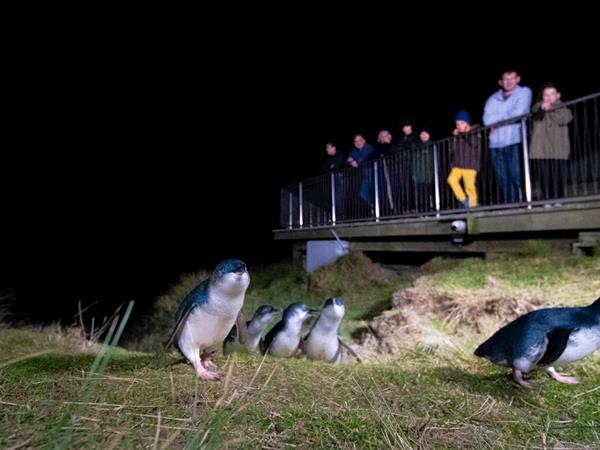 Blue Penguins Pukekura
Dunedin Leisure Lodge - A Distinction Hotel