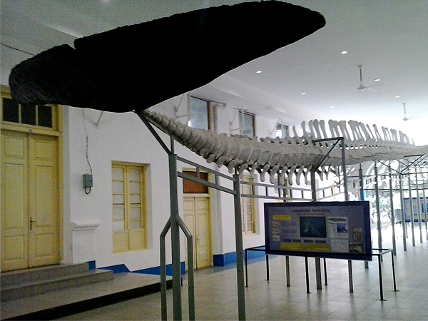 Bogor Zoology Museum
Zest Bogor