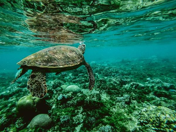 Explore Turtle Island: Paradise in Serangan Island, Bali
Swiss-Belresort Watu Jimbar