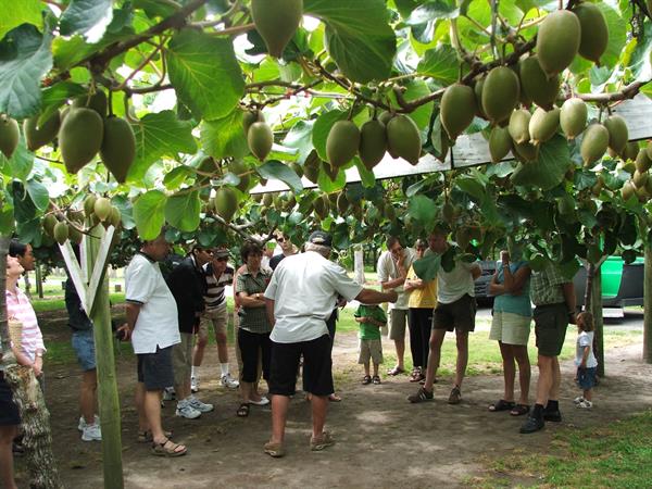 Tauranga Highlights (Historic Village)
Kiwifruit Country Tours