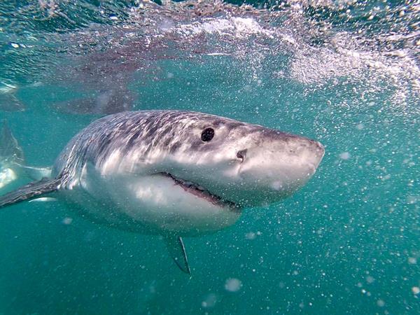 Shark Experience Bluff
Distinction Invercargill Hotel