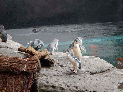 Christchurch Sightseeing with Antarctic Centre
NZ Shore Excursions