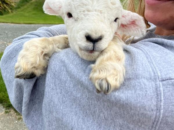 Coach, Farm Tour & Milford Sound Cruise ex Te Anau
Distinction Luxmore Hotel Te Anau