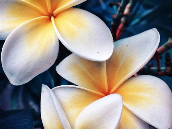 Promo du mois : ’Nehenehe
Le Tahiti by Pearl Resorts