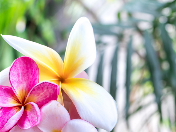 Spa Monthly Offer: 'MY POLYNESIAN RITUAL'
Le Tahiti by Pearl Resorts