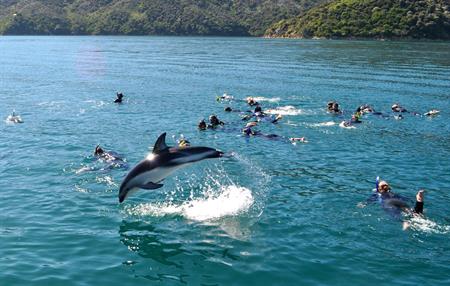 Arakoa - Swimming with Dolphins
NZ Shore Excursions