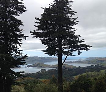 Accessible Dunedin Tours
NZ Shore Excursions