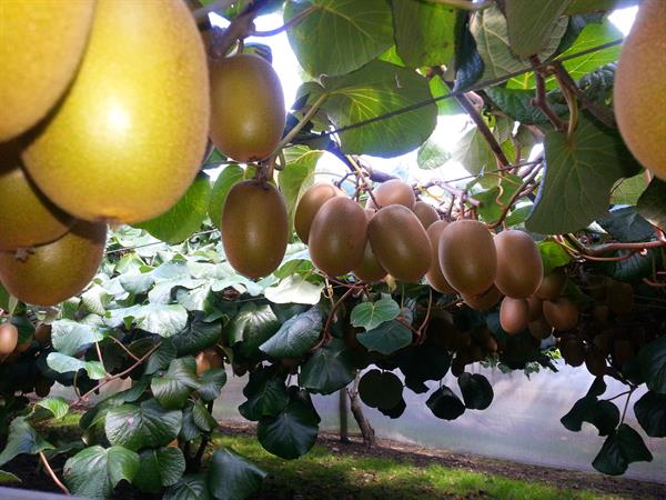 Maori, Thermal, and The Superfuit
Kiwifruit Country Tours