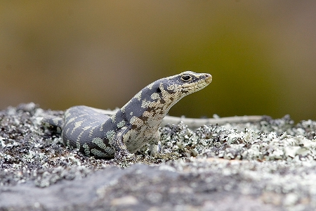 
Central Otago Ecological Trust