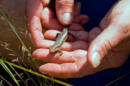 Landcare Research