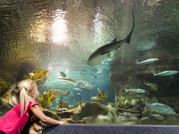 National Aquarium of New Zealand
Swiss-Belboutique Napier
