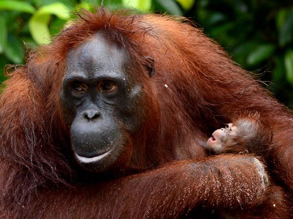 Utan orang Sumatran orangutan