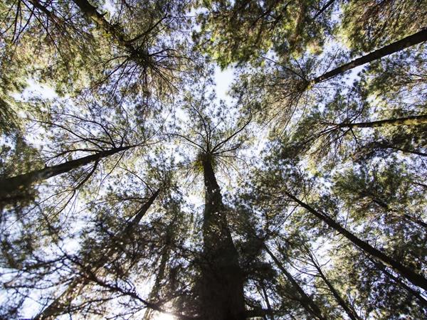 Sentul Pine Forest
Swiss-Belcourt Bogor