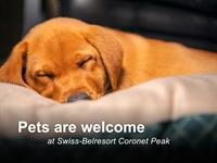 Pet-Friendly Rooms
Swiss-Belresort Coronet Peak