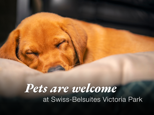 Pet-Friendly Rooms
Swiss-Belsuites Victoria Park, Auckland, New Zealand