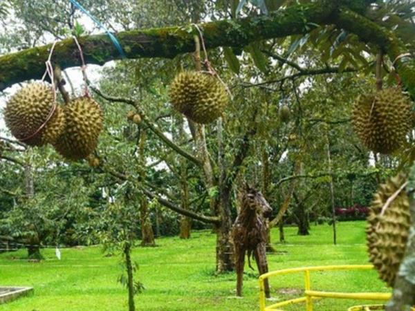 Kampung Durian Rancamaya
Swiss-Belhotel Bogor