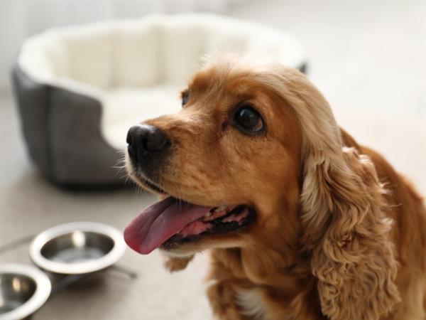 Unleash the Fun in Queenstown with Your Furry Best Friend at Swiss-Belresort and Villas Coronet Peak
Swiss-Belresort and Villas Coronet Peak, Queenstown, New Zealand