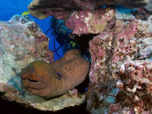 Deep Sea Diving
Manuia Beach Resort