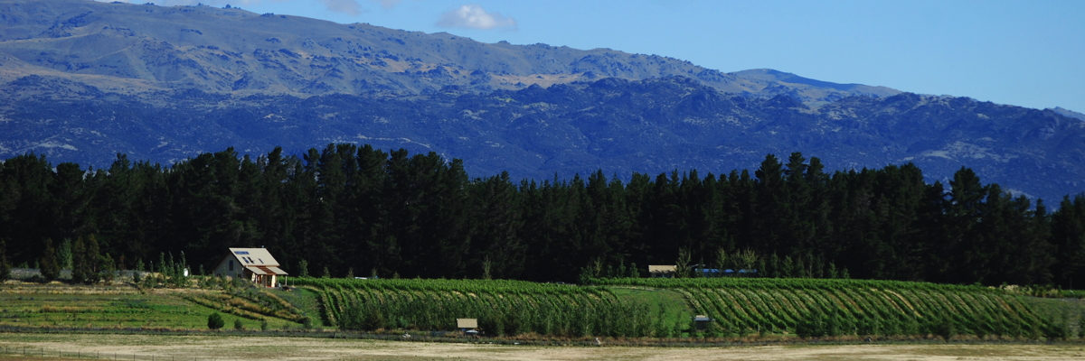 
Maori Point Vineyard