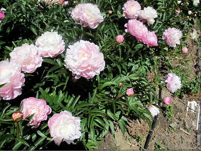 
Altitude Peonies Partnership