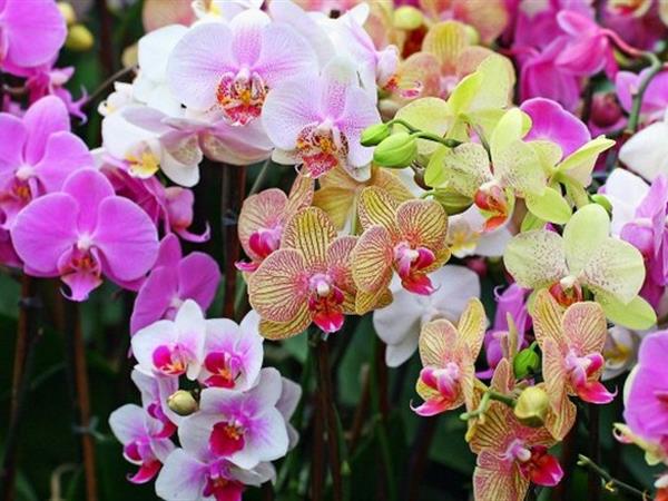 Sri Soedewi Orchid Garden
Swiss-Belhotel Jambi