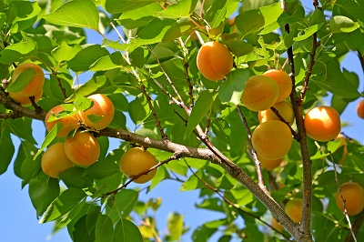 Mt Benger Orchard