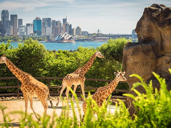 Travelling with the Family: Sightseeing with Young Children in Sydney
