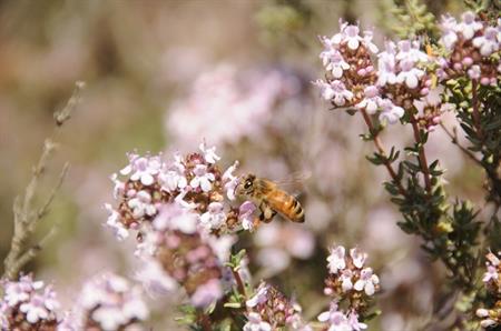 Wild Central Otago Honey